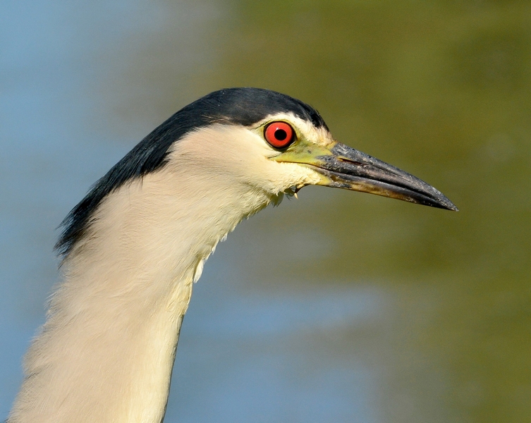 Nitticora day in Val Morosina